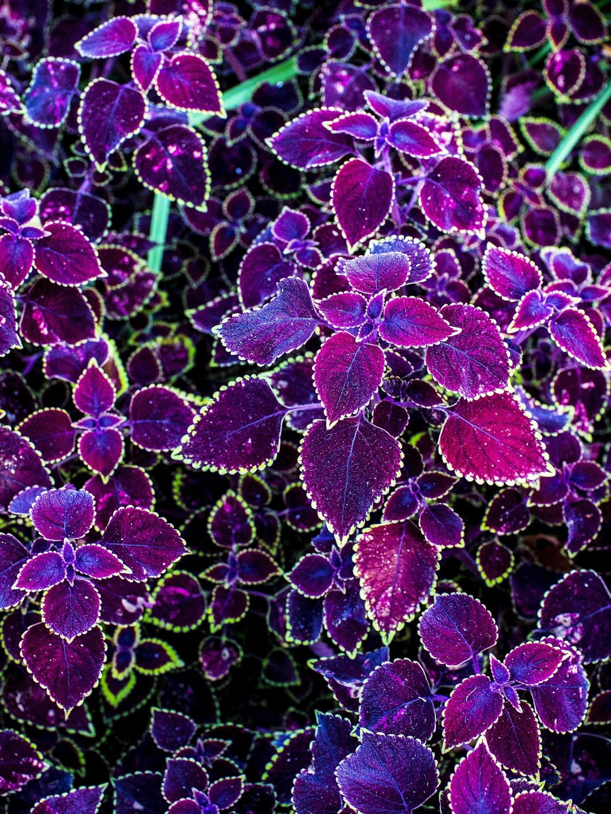 Цветок Крапивка колеус