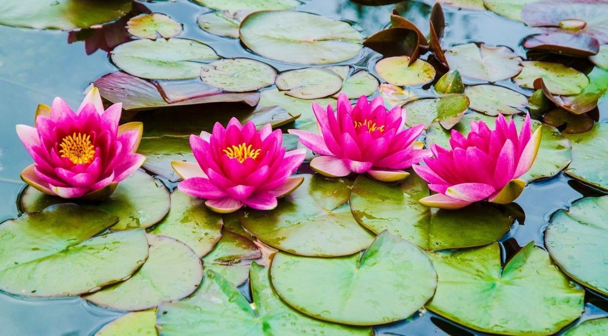 Лилии водяные и кувшинки