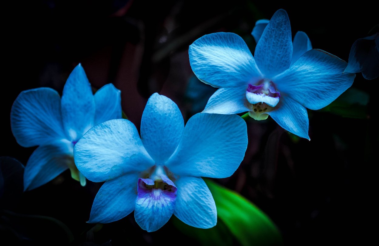 Цветы орхидеи растение голубой