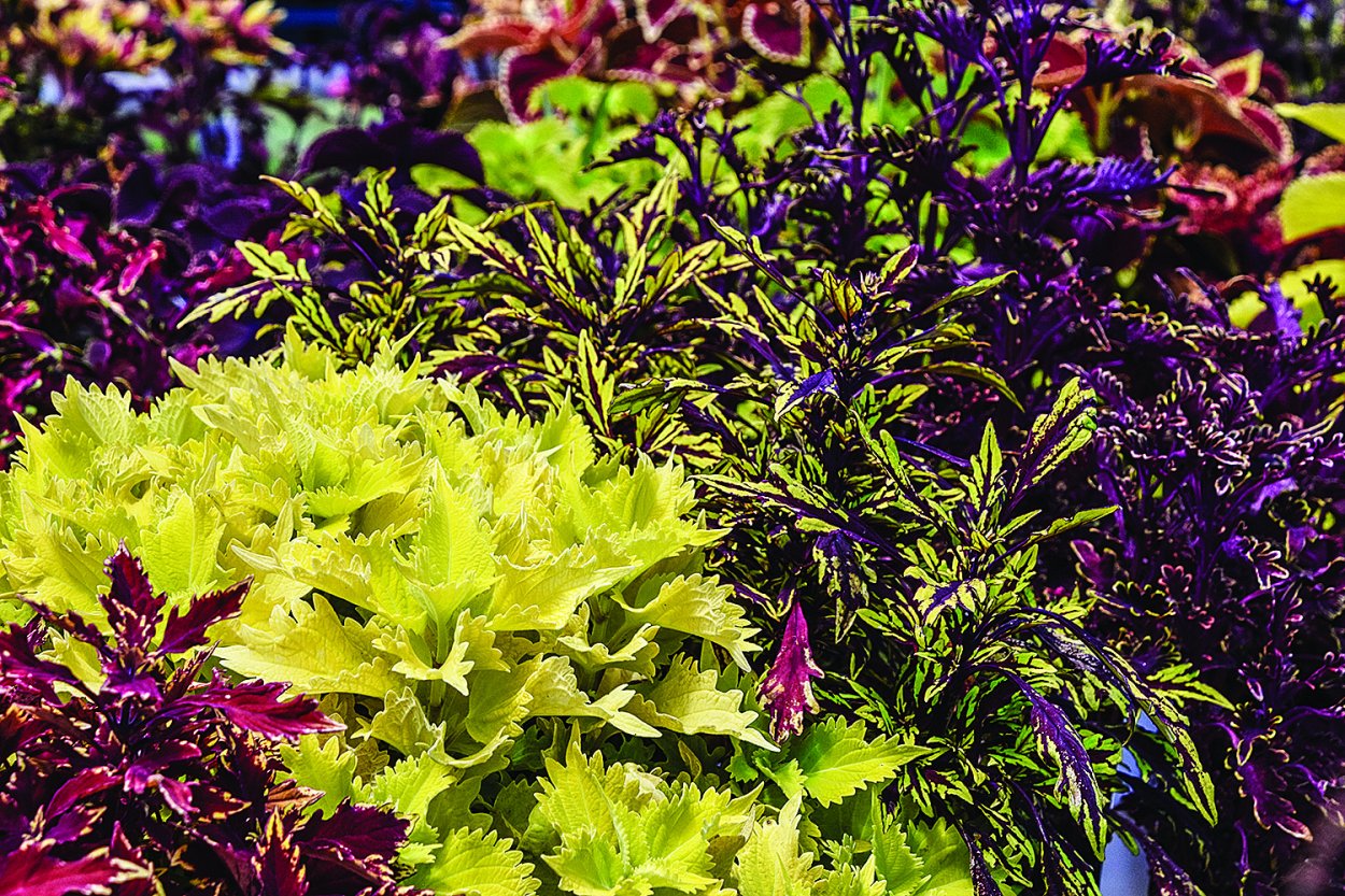 Колеус и цинерария