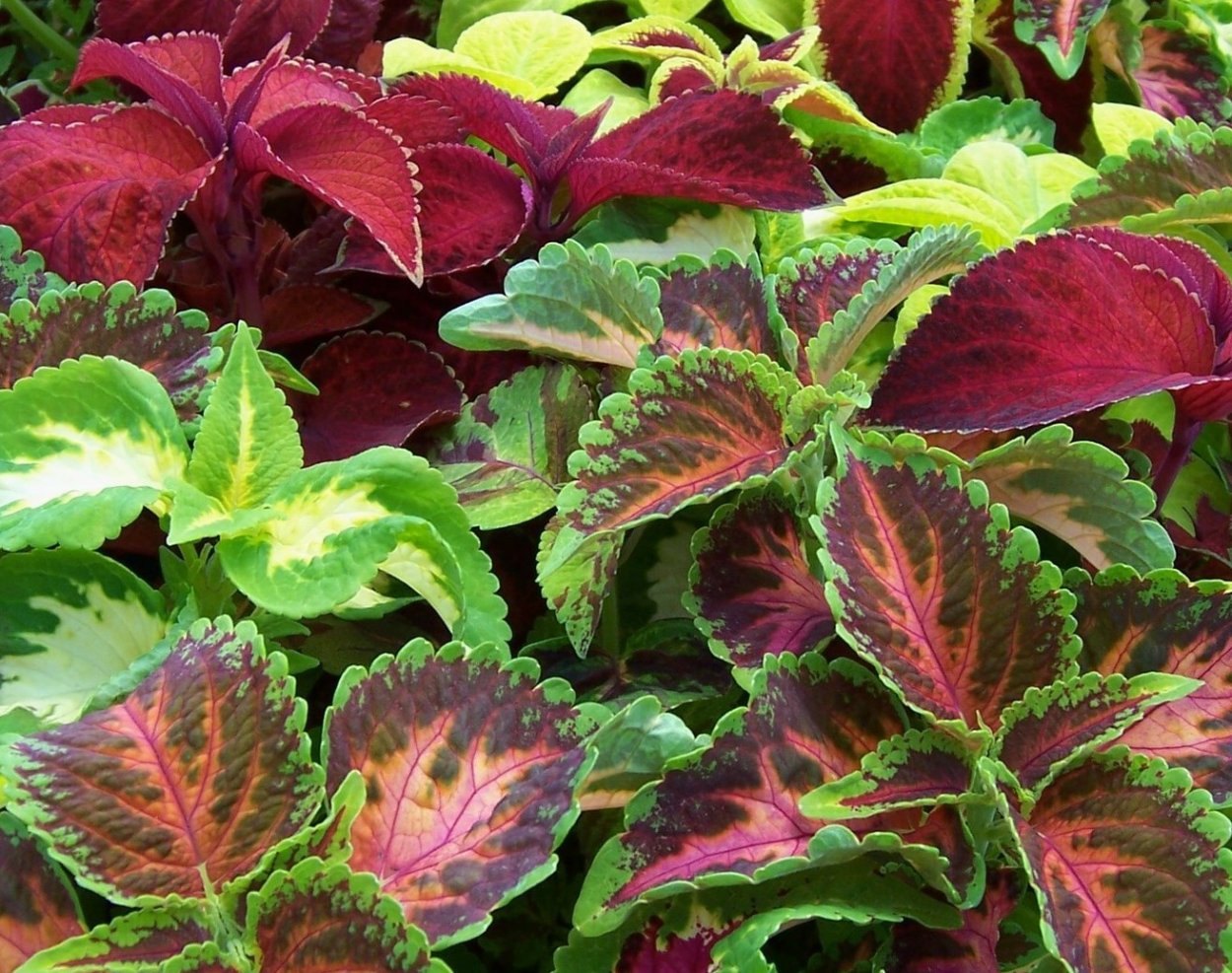 Колеус Ренельта Coleus rehneltianus