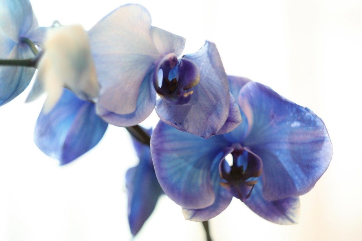 Орхидея фаленопсис синяя