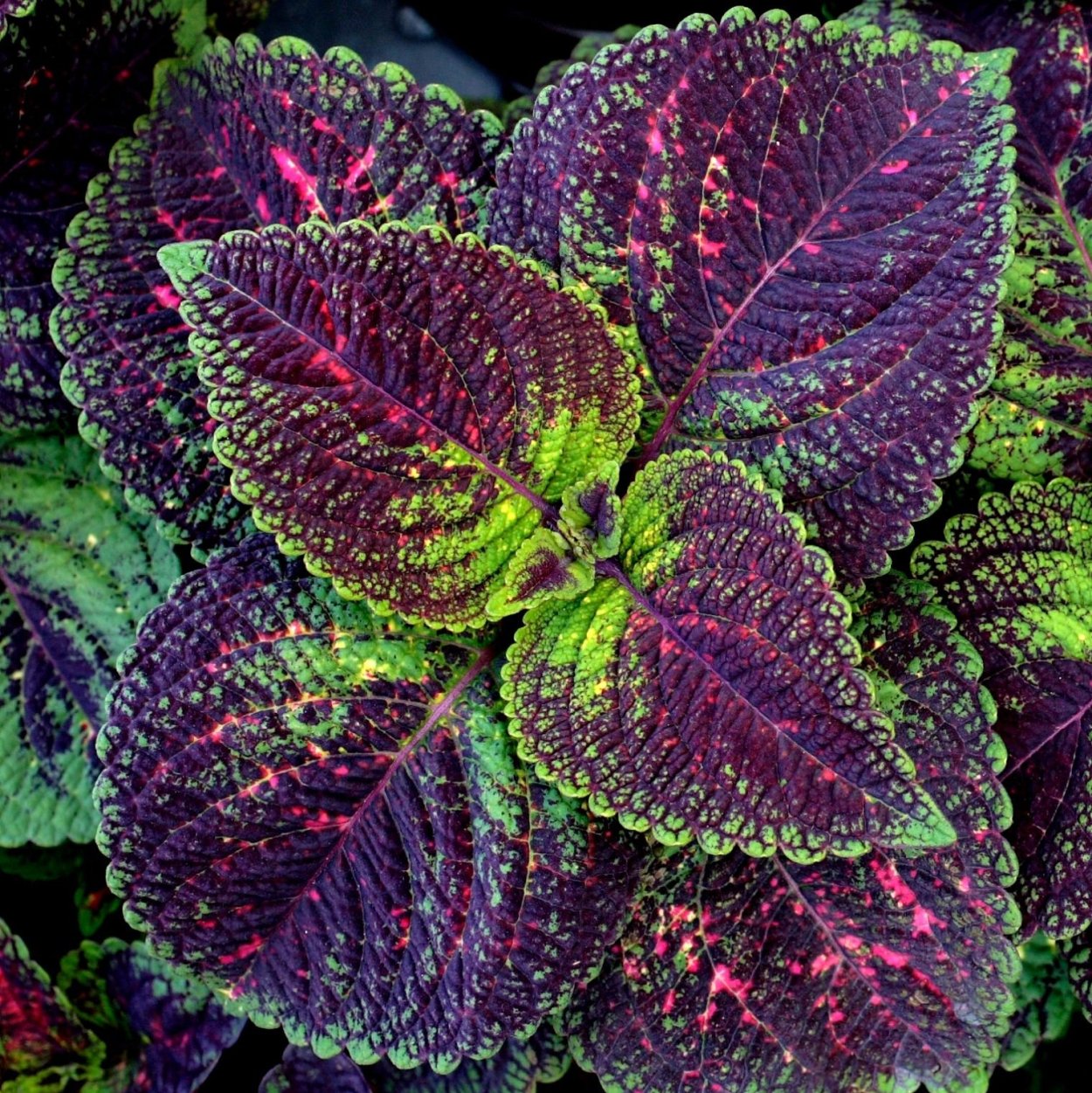 Колеус Solenostemon Jitters