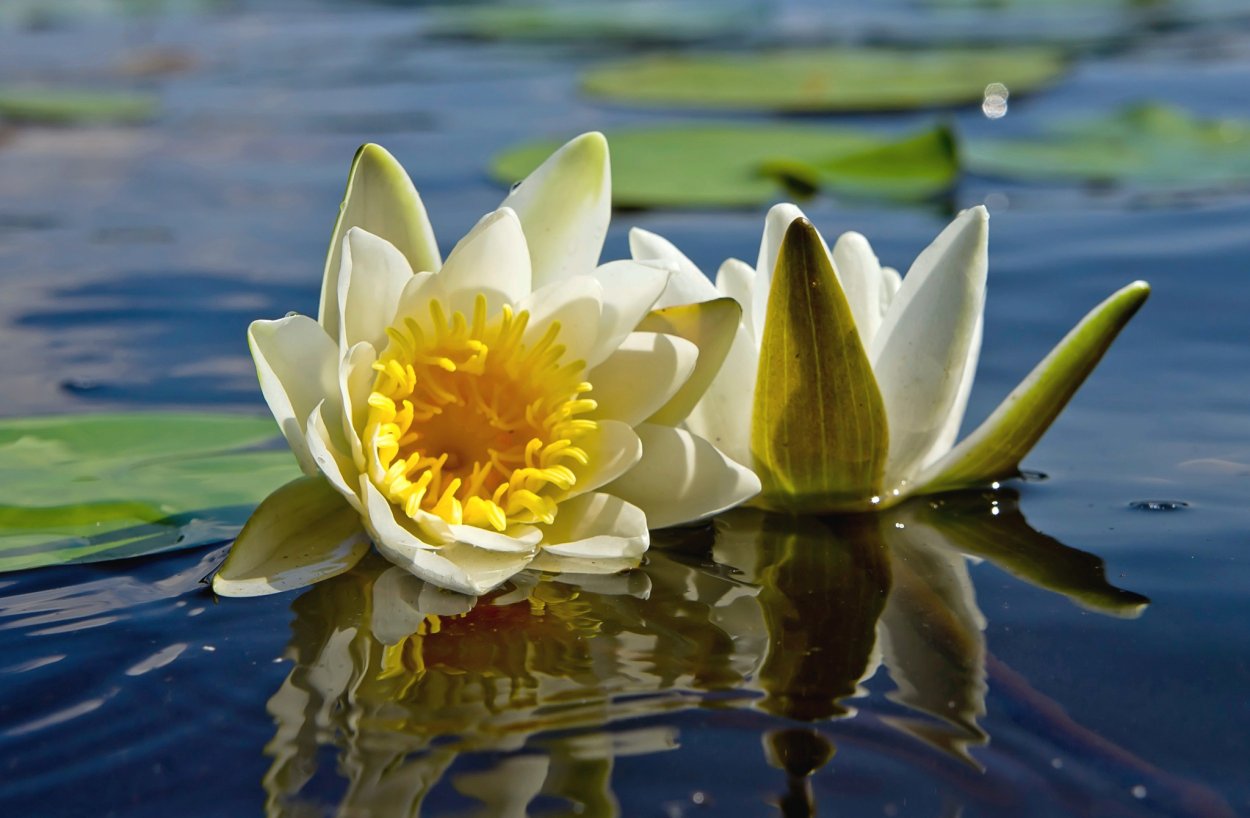 Неомортония