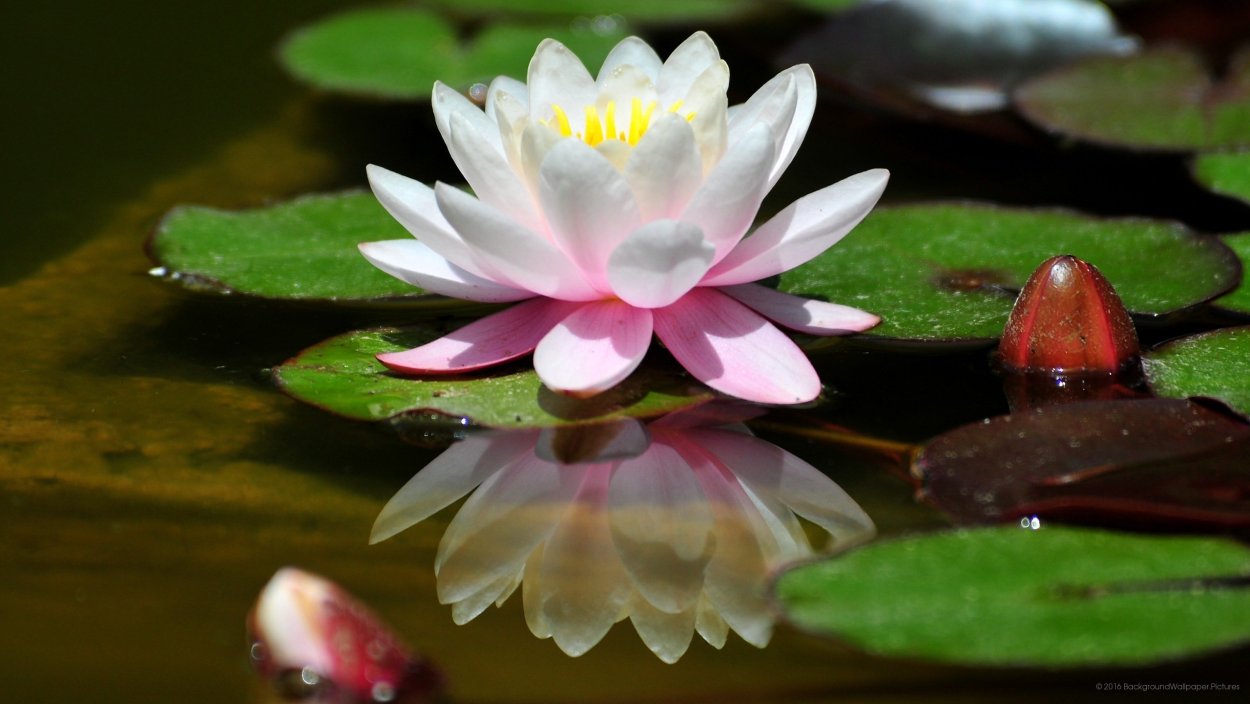 Фаленопсис открытая система