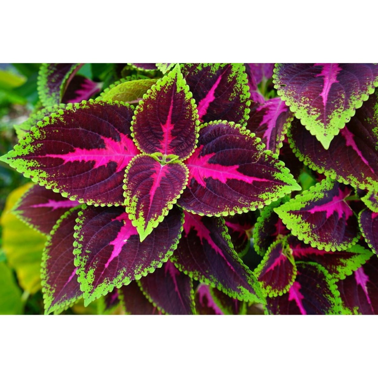 Колеус Пумила