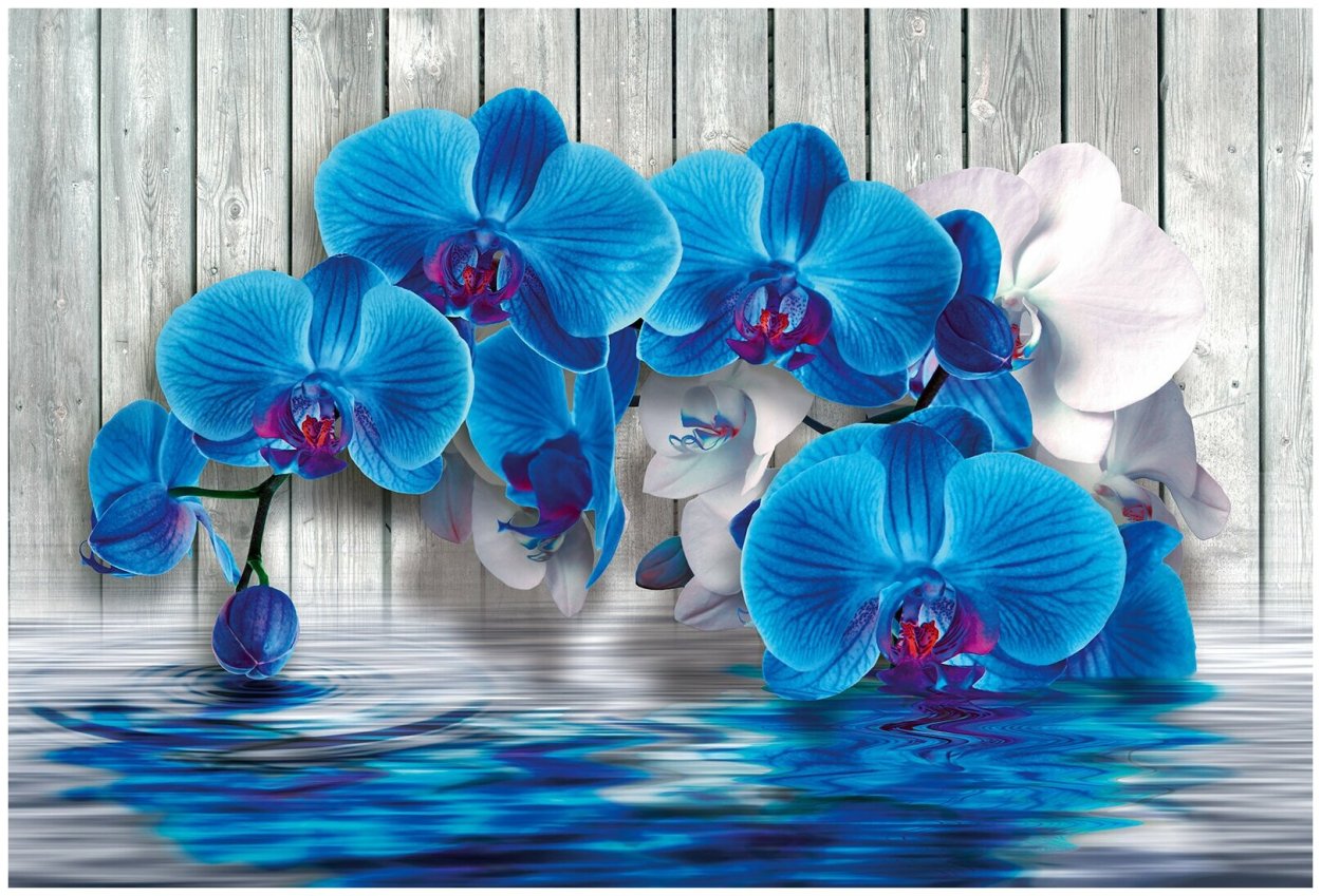 Синяя Орхидея натуральная