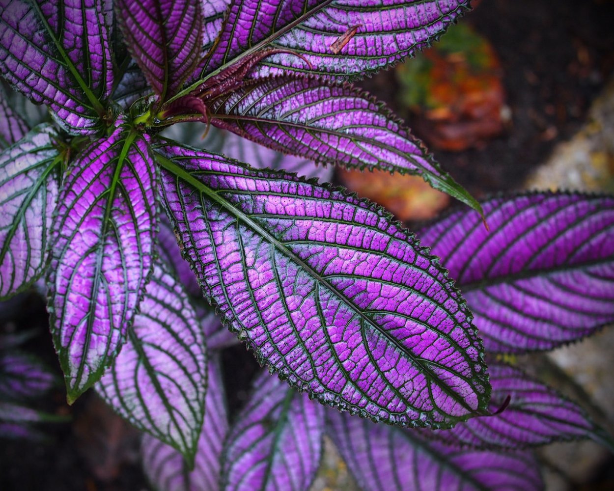 Колеус синий