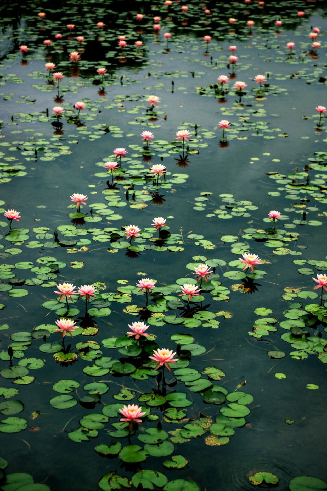 Ромашки у ручья