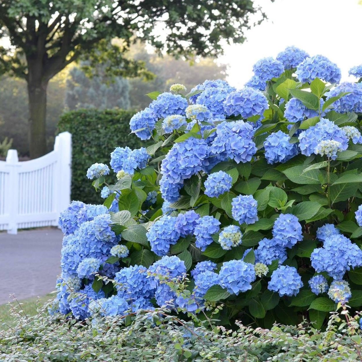 Гортензия крупнолистная синяя