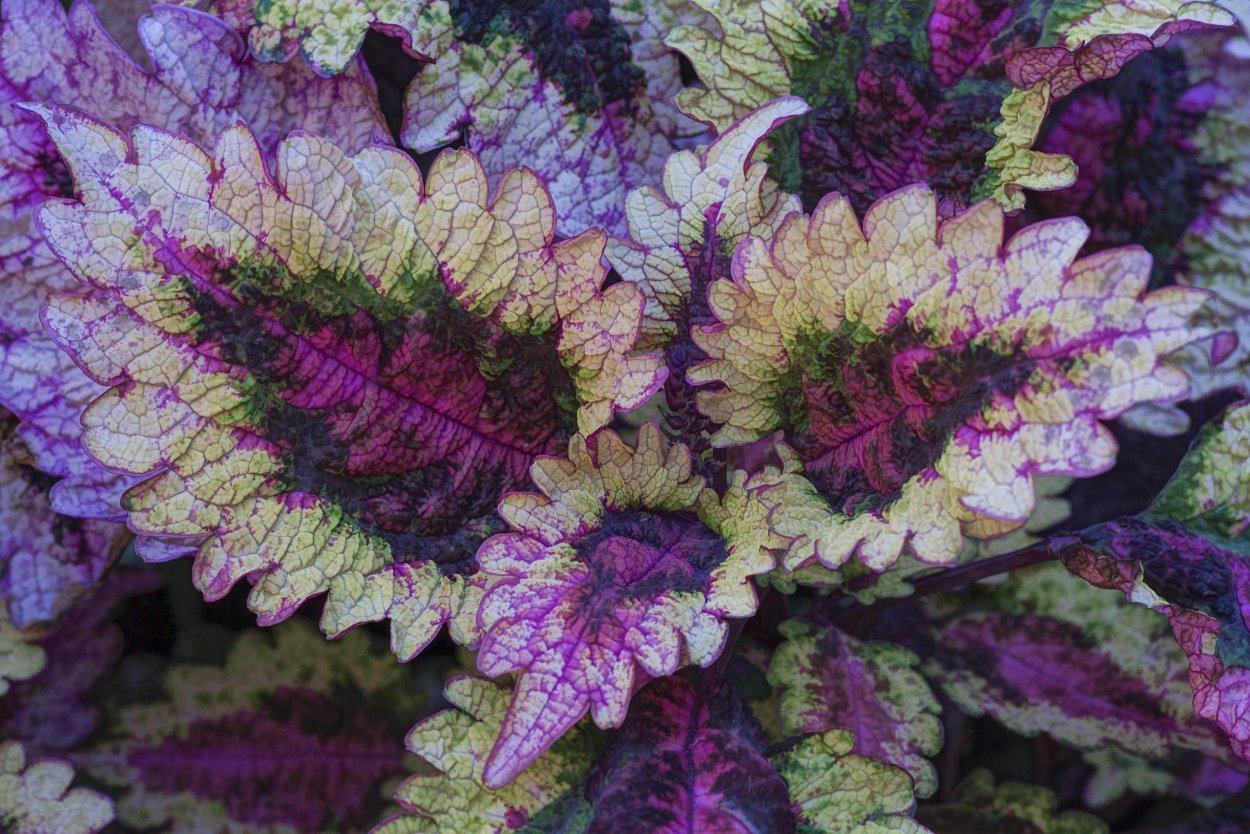 Колеус Блюма