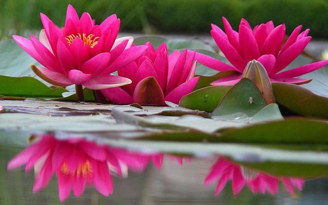 Лотос кувшинка