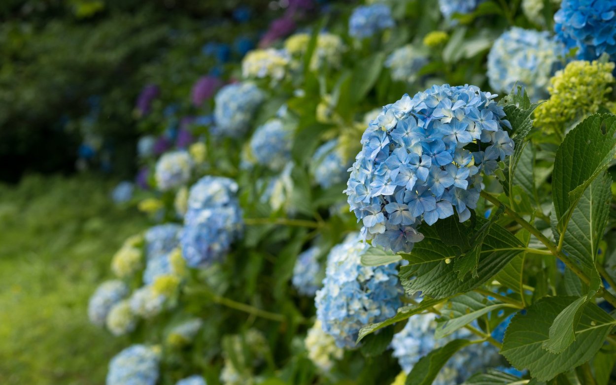 Гортензия Блю Гарден