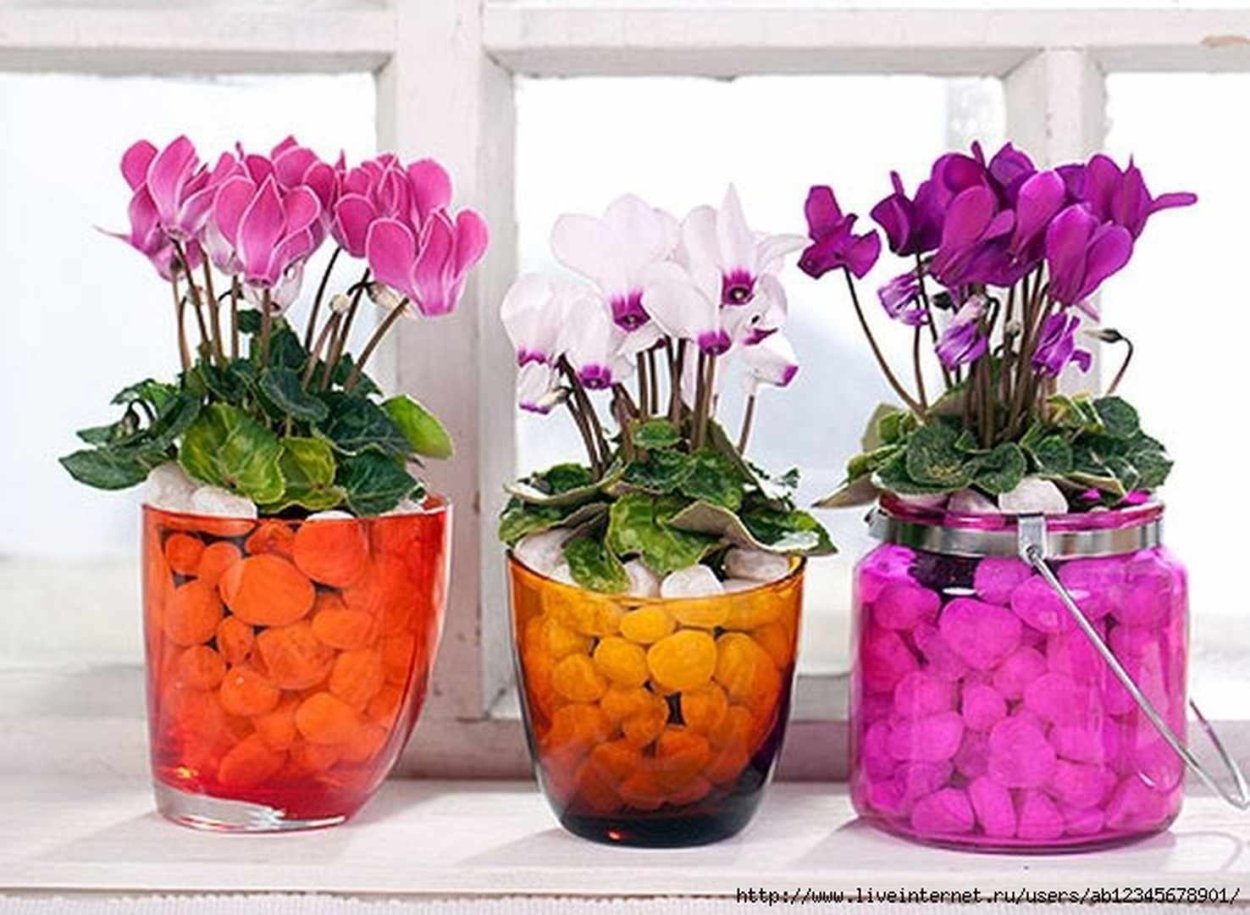 Луковичные цветы в гидрогеле