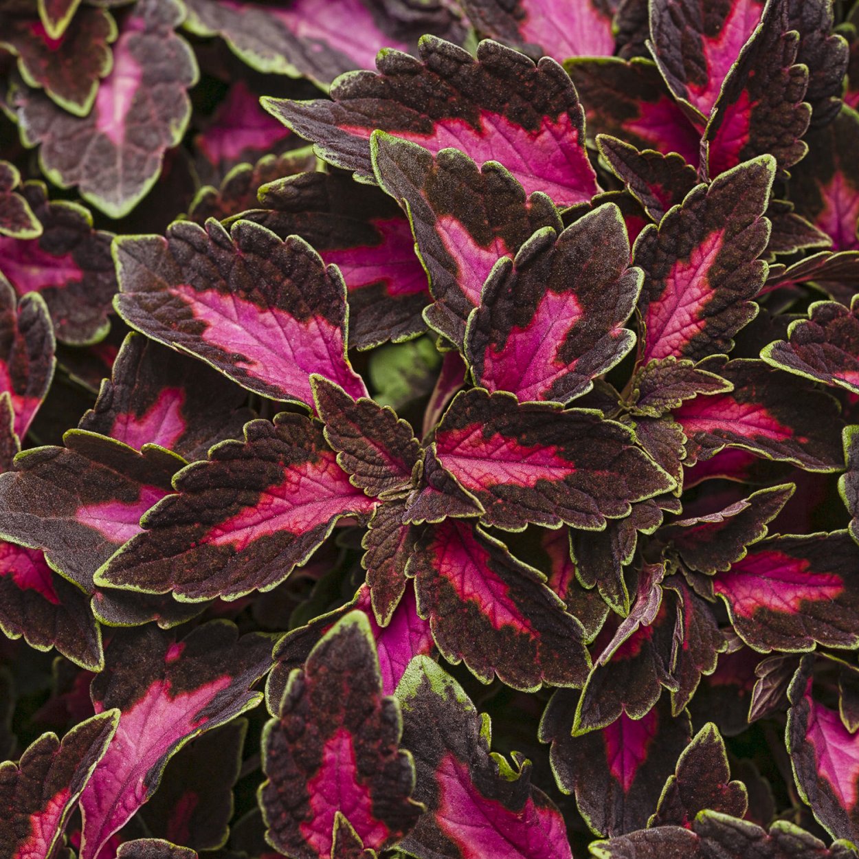Колеус Ренельта Coleus rehneltianus