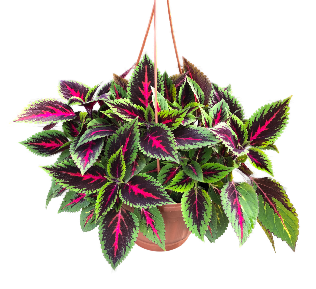 Колеус Пумила