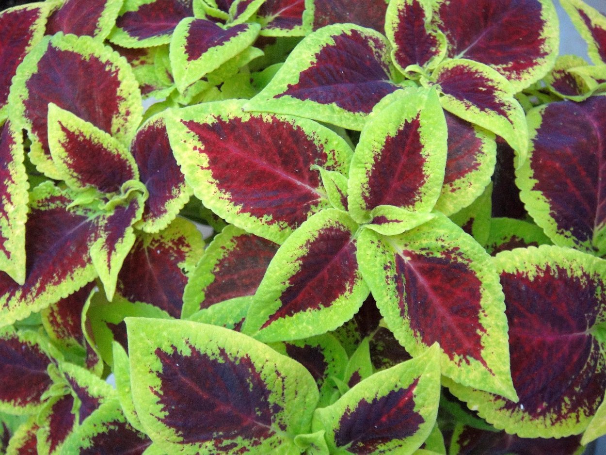 Колеус Тапестри