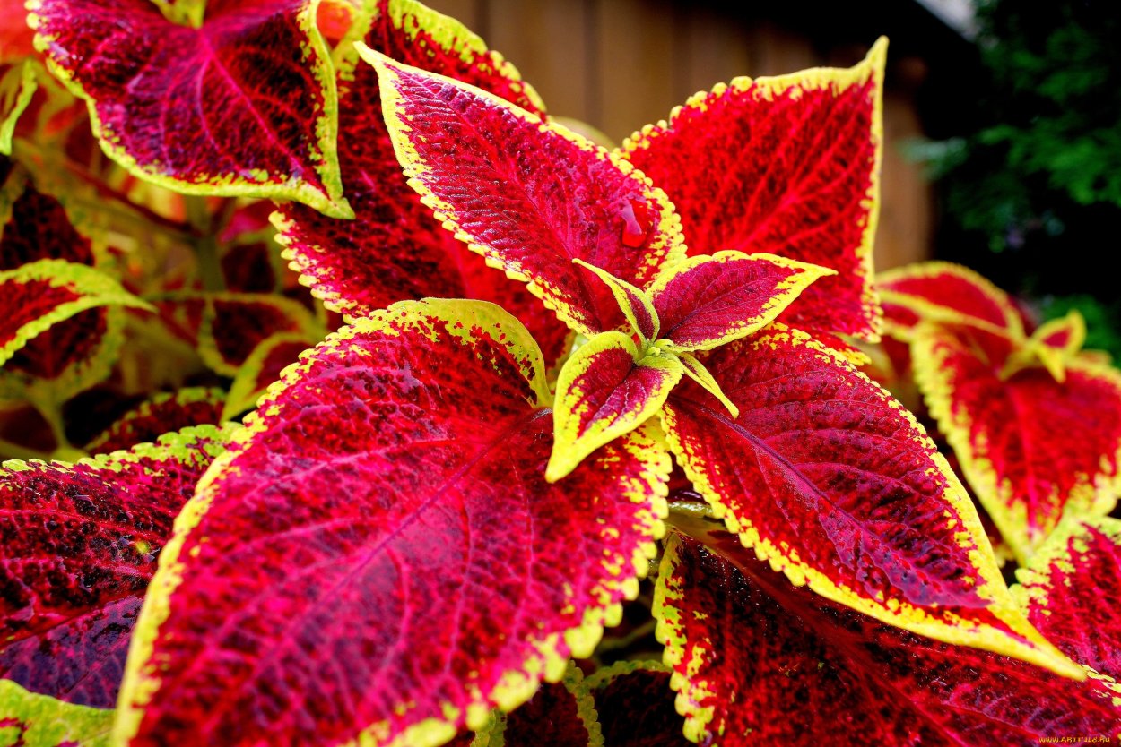 Колеус Red Croton