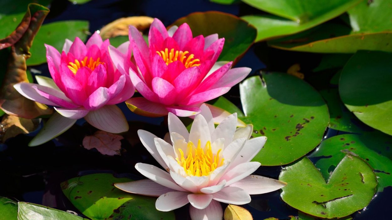 Шарики для цветов гидрогелевые