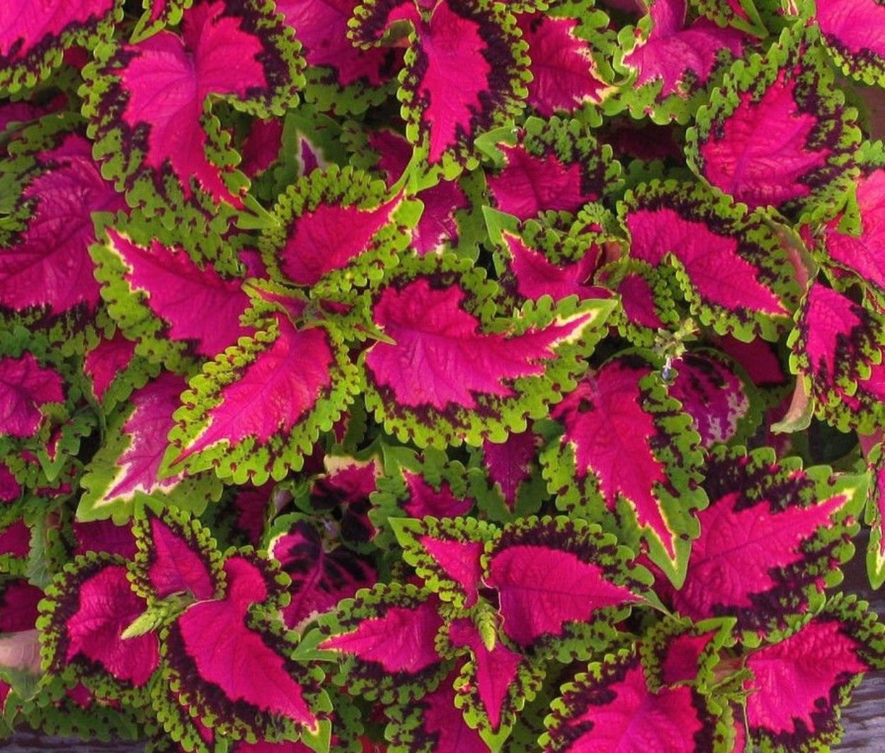 Колеус Блюме Скарлет