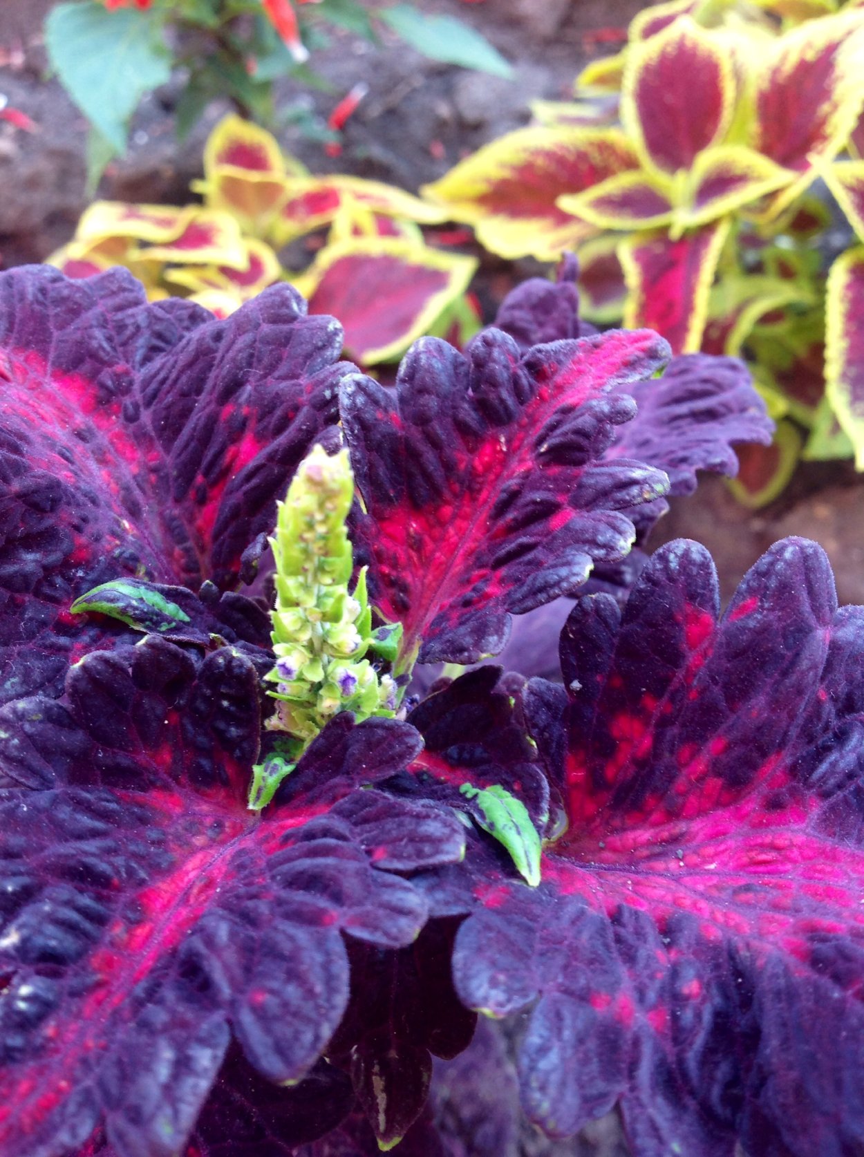 Колеус Paisley Shawl