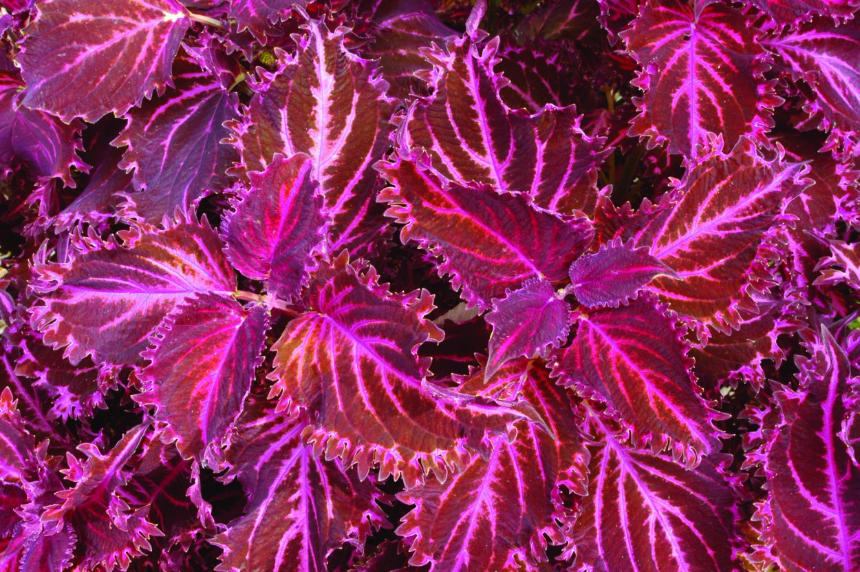 Колеус Peter's Wonder