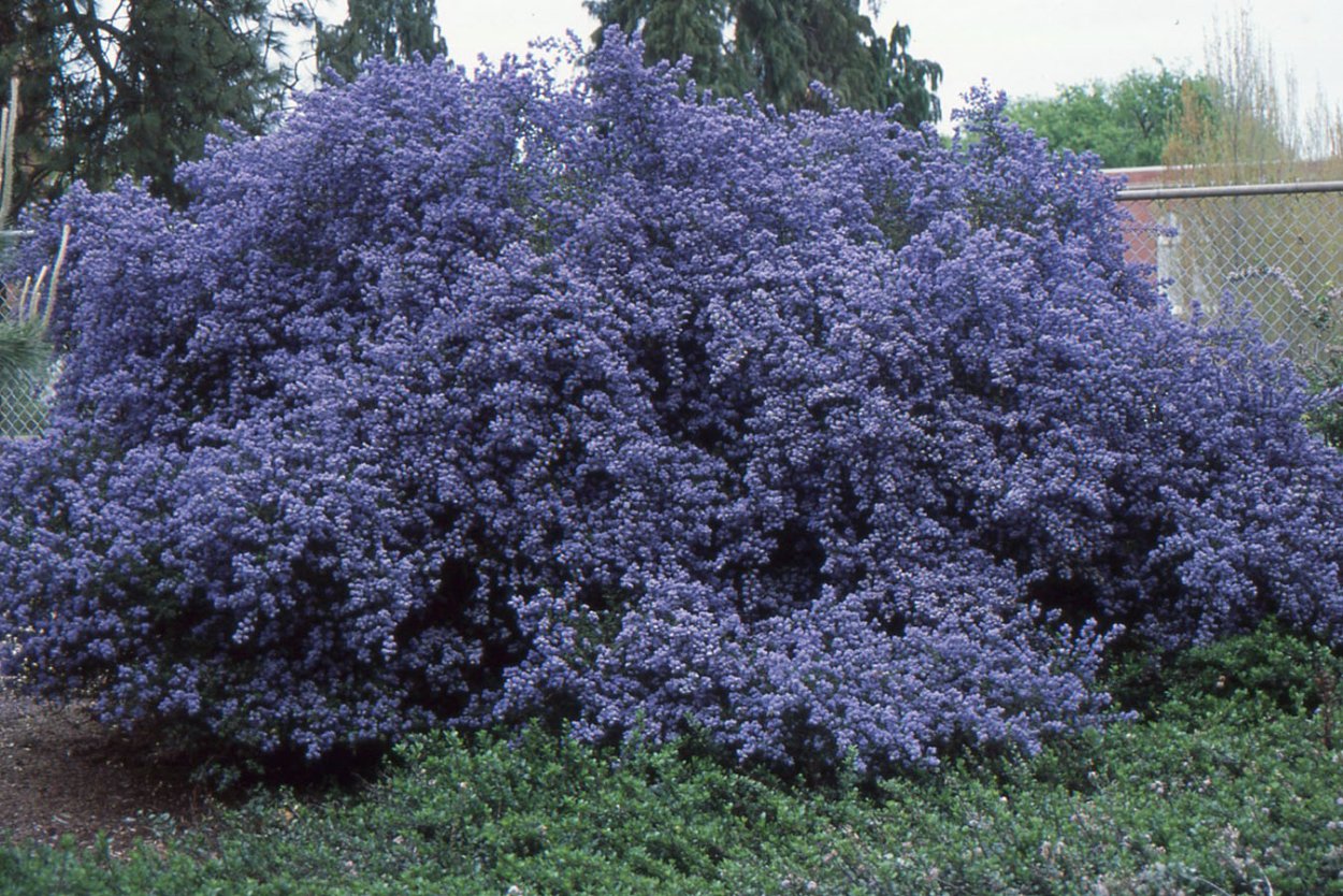 Цеанотус вдавленный (Ceanothus impressus Victoria) p9