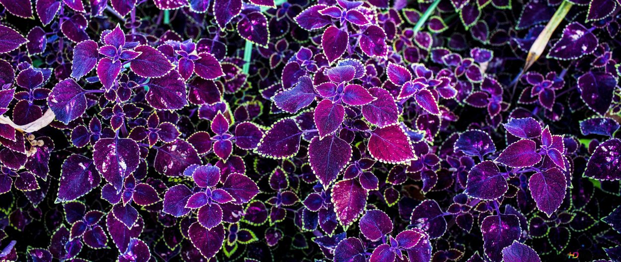 Колеус Крапивка