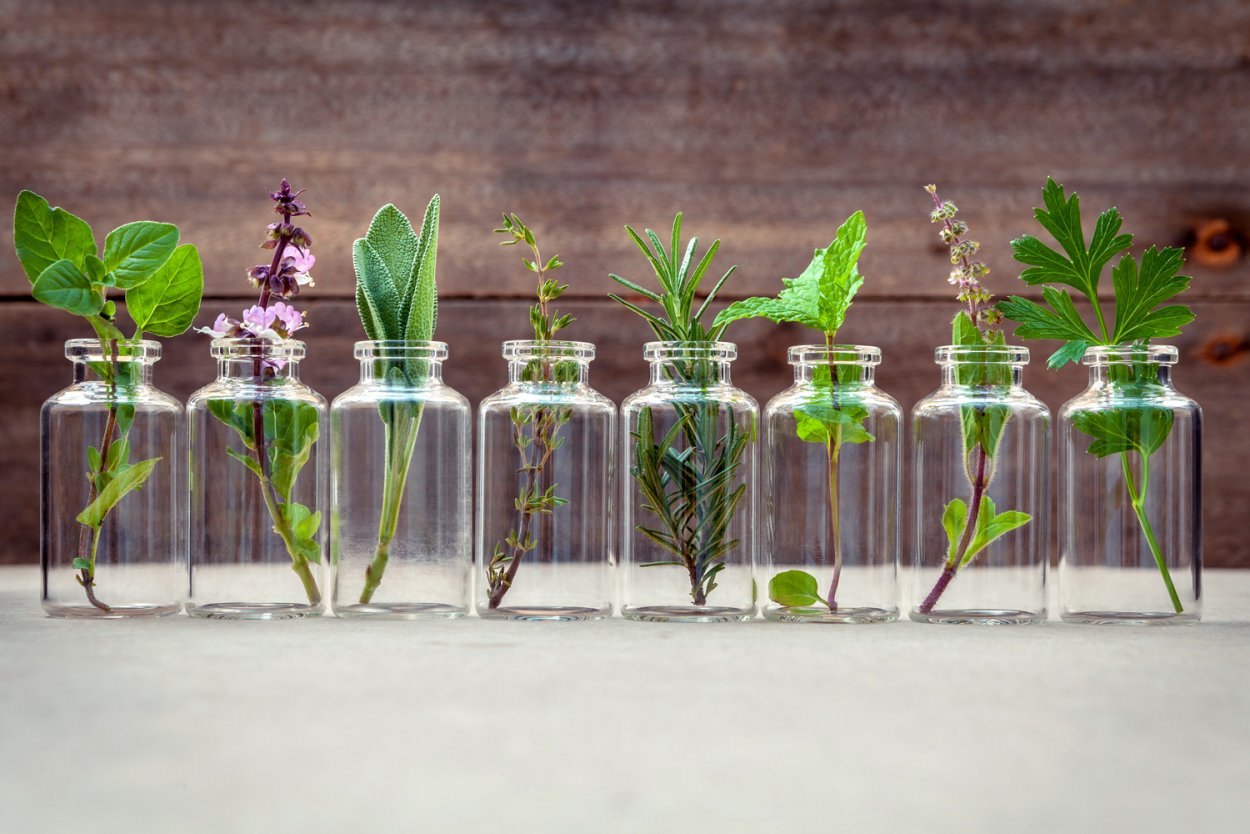 Мальдивы цветок Франжипани