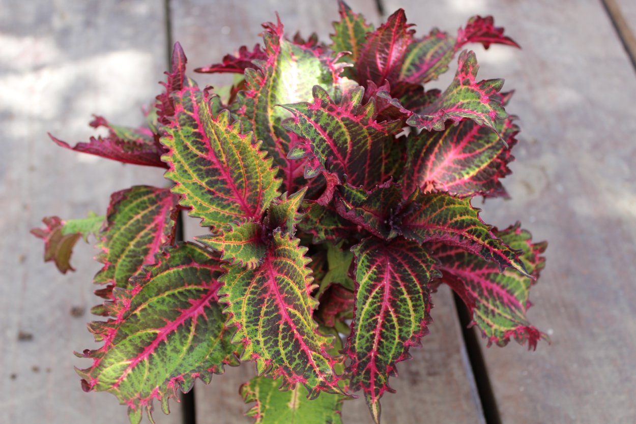 Колеус Дрэгон Блэк