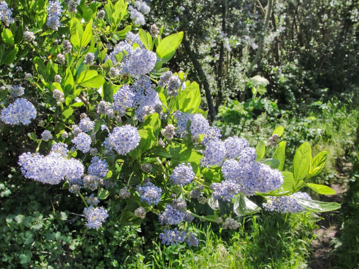 Ceanothus thyrsiflorus