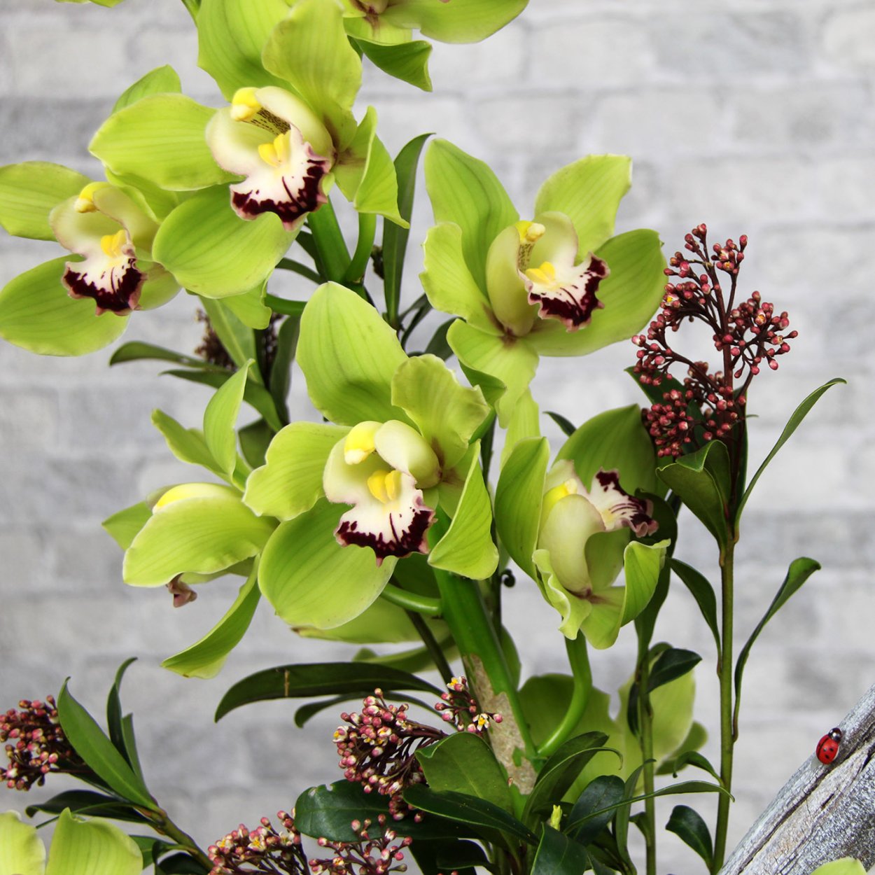 Орхидея Цимбидиум зеленая