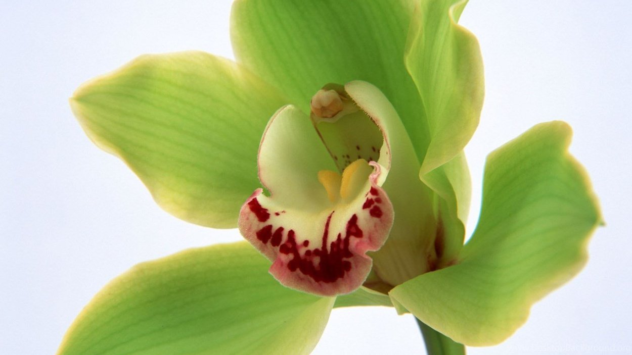 Орхидея бьютифул Грин