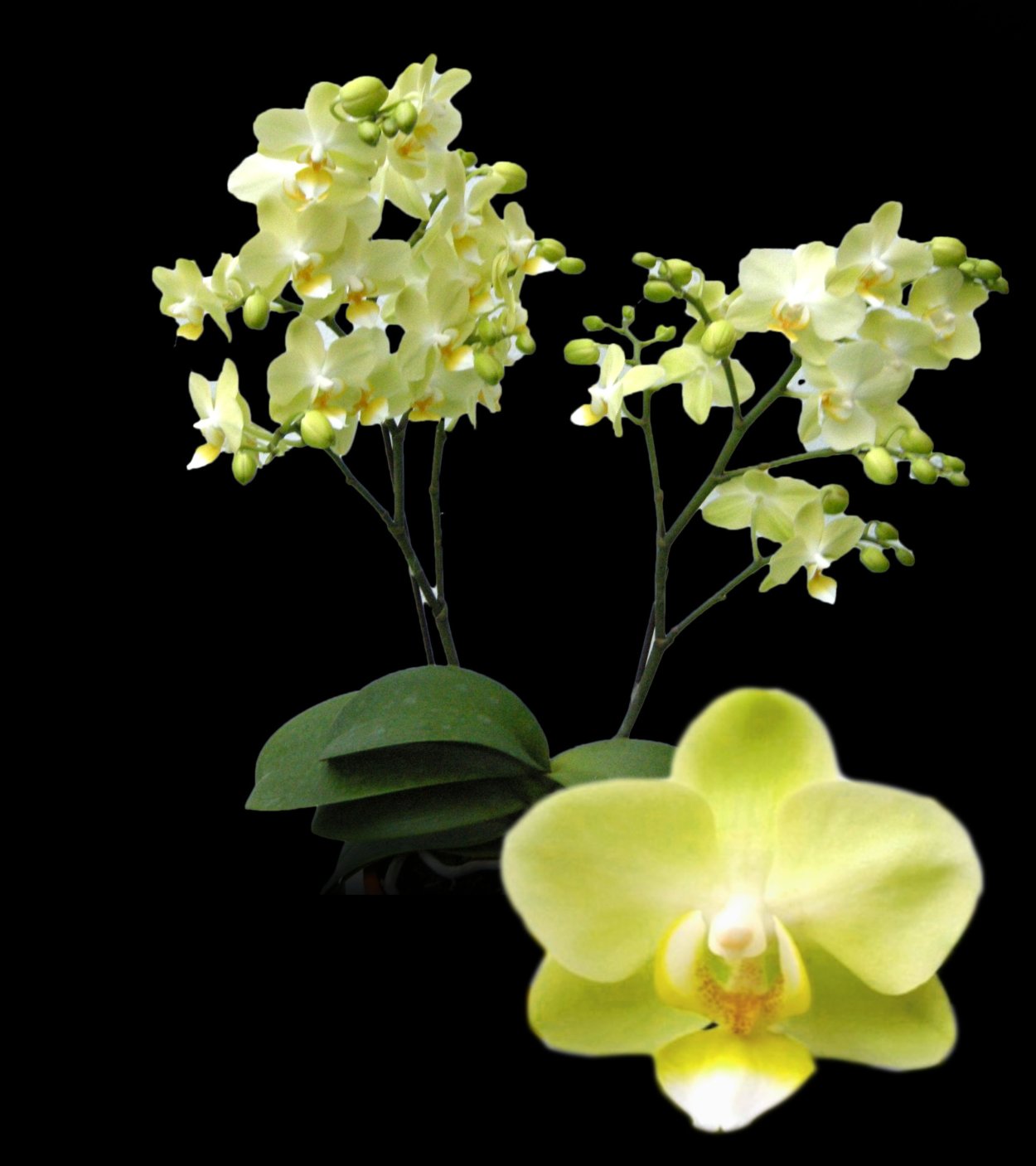 Фаленопсис Hawaii