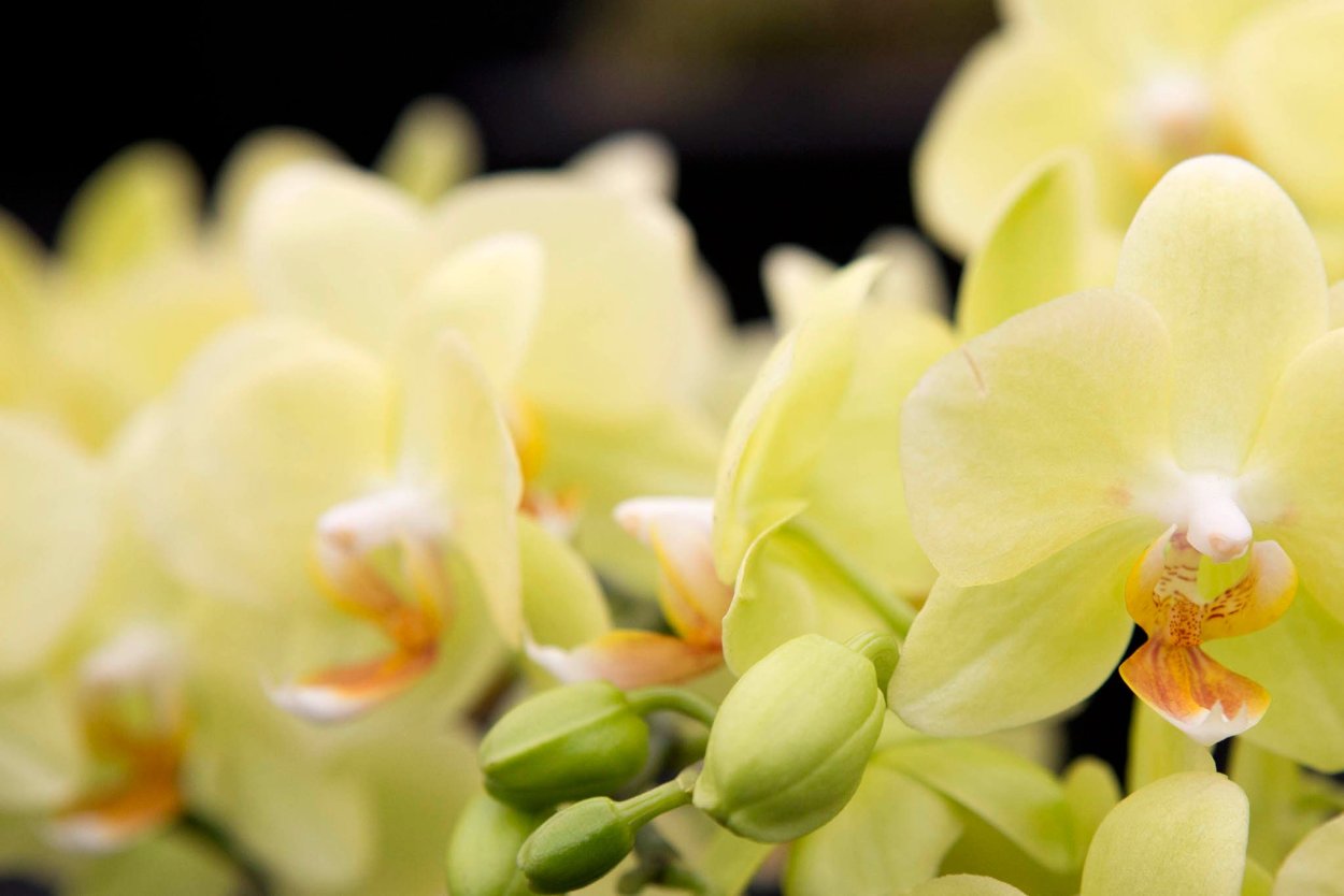 Фаленопсис Green Apple