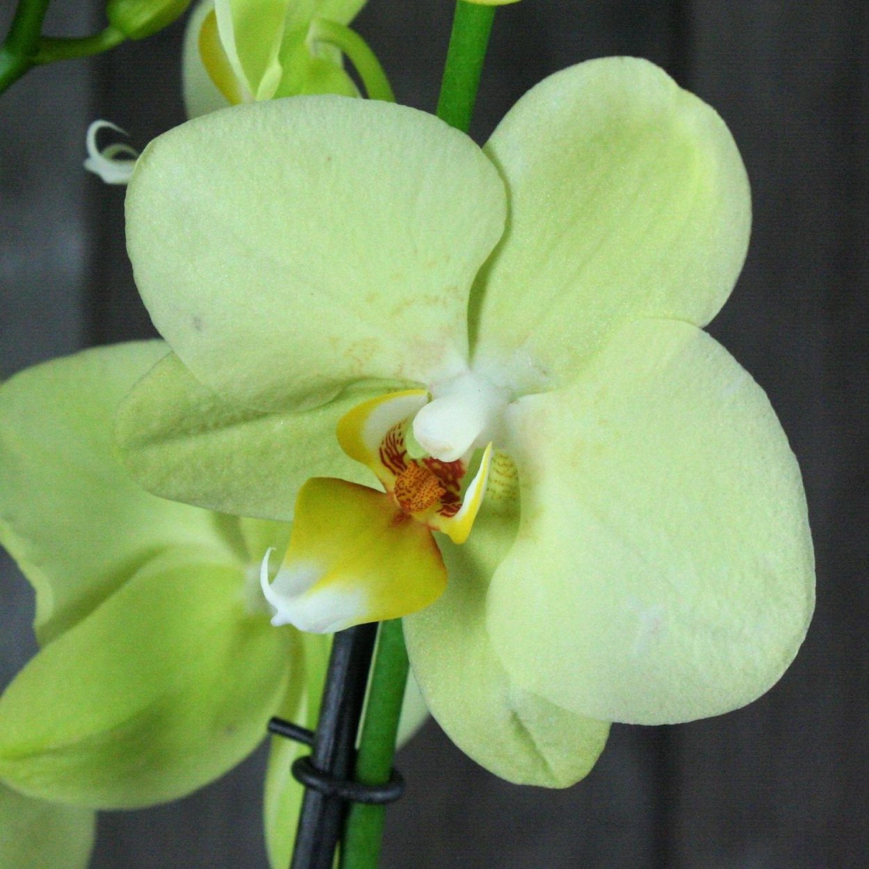 Орхидея фаленопсис Грин