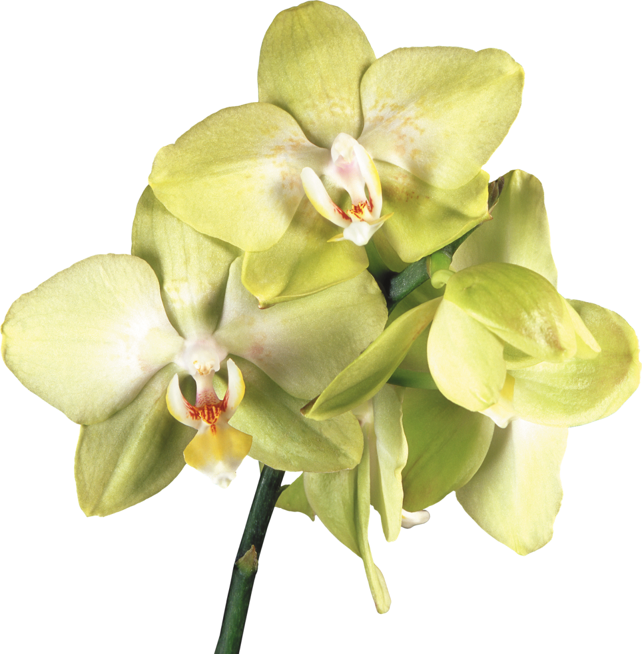 Фаленопсис Алабастер