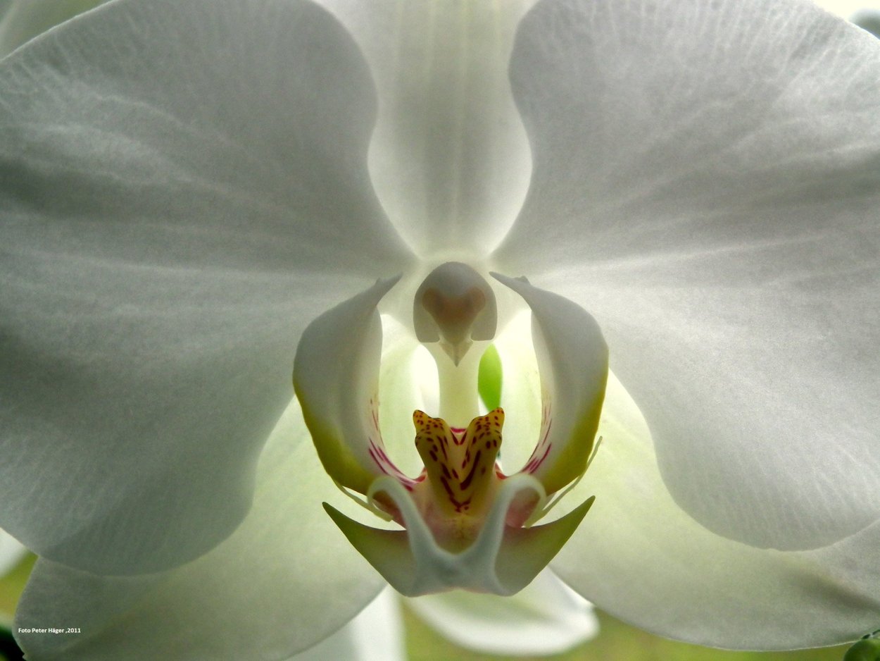 White Orchid Эльвира
