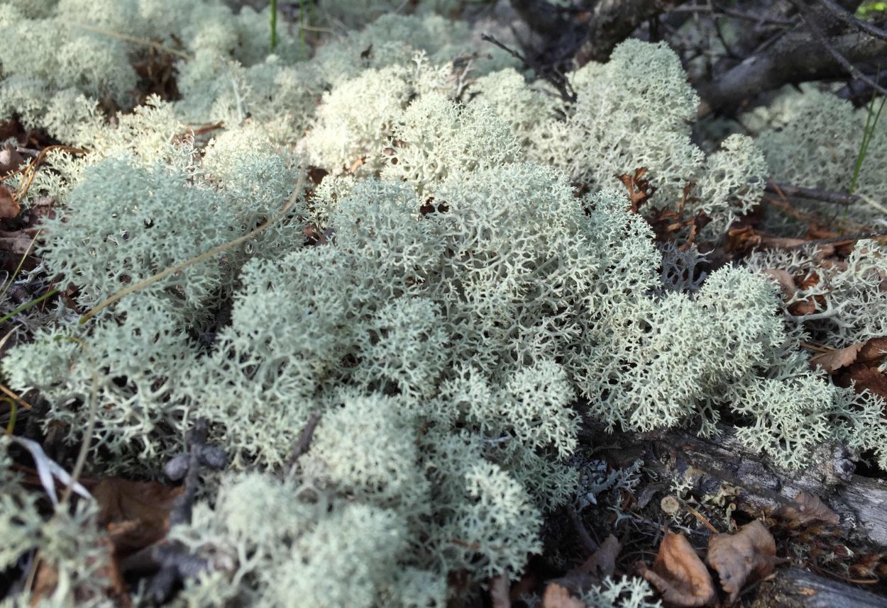 Ягель Олений мох