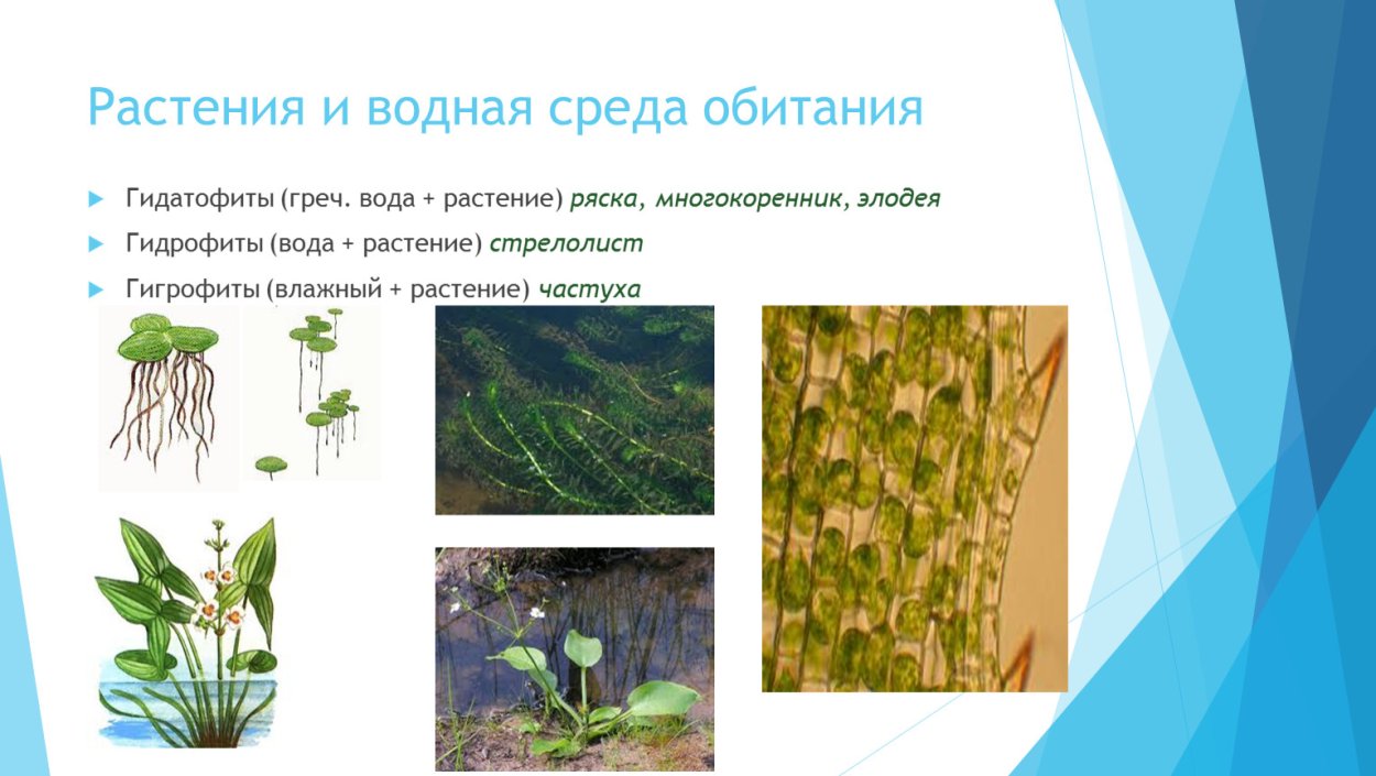 Гидрофиты стрелолист