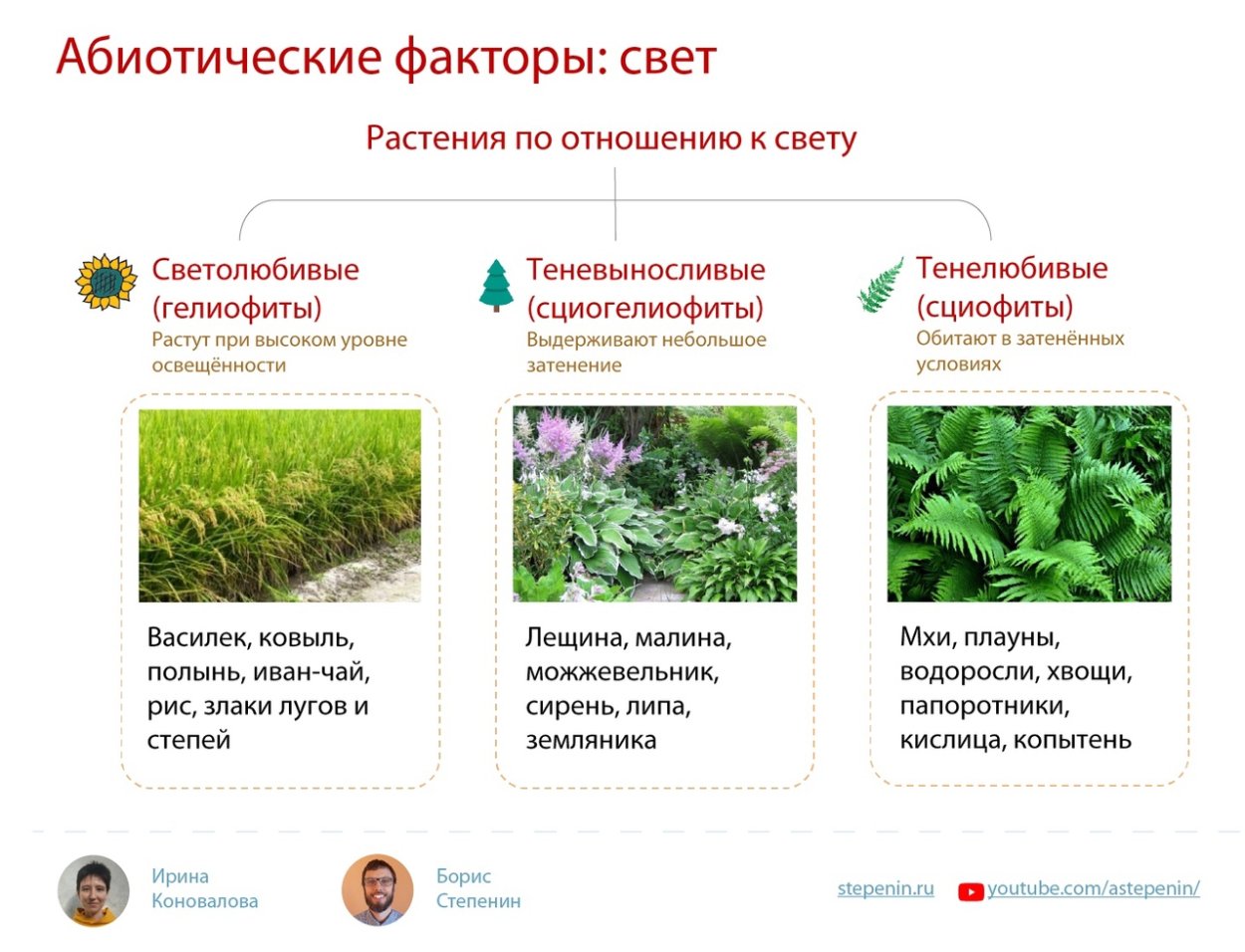 Экологические группы растений ЕГЭ