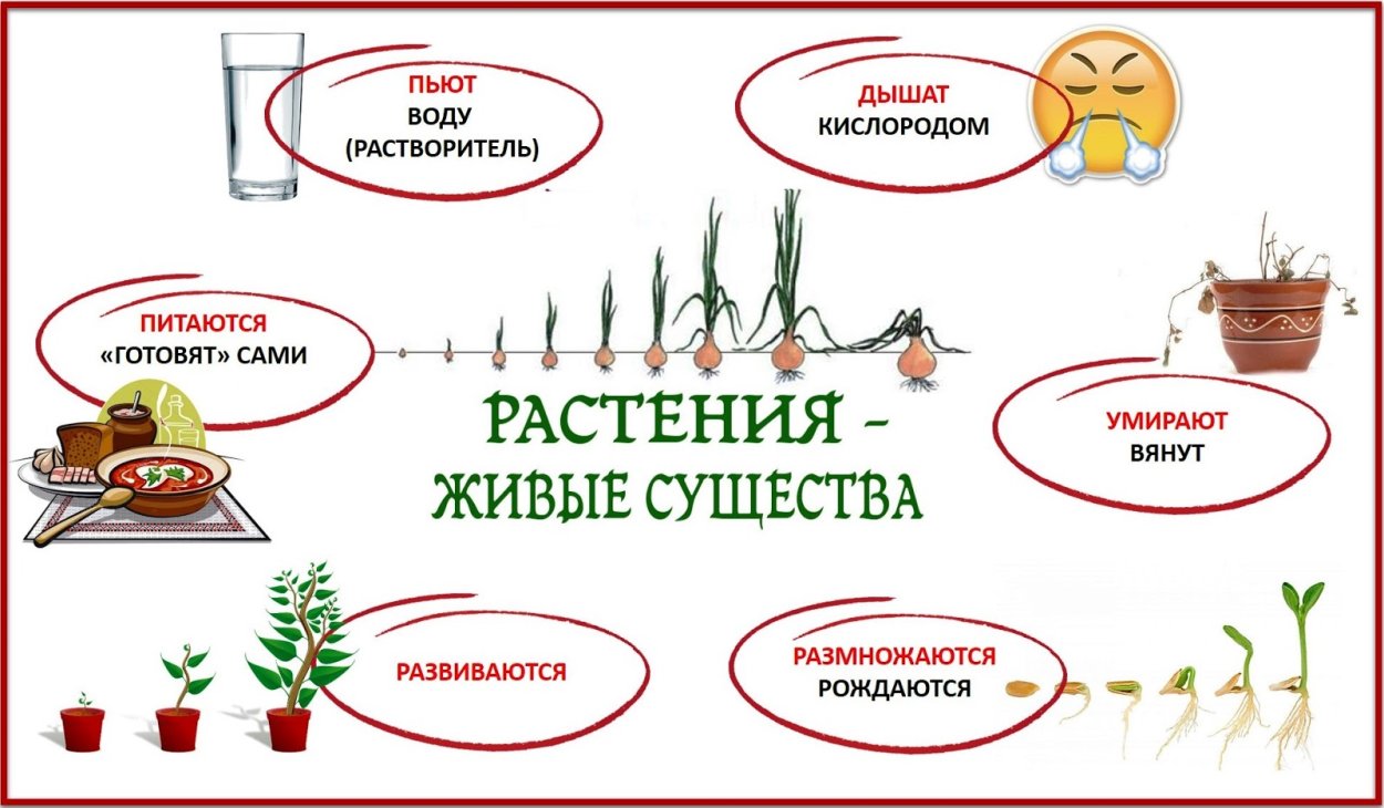 Растения живые существа