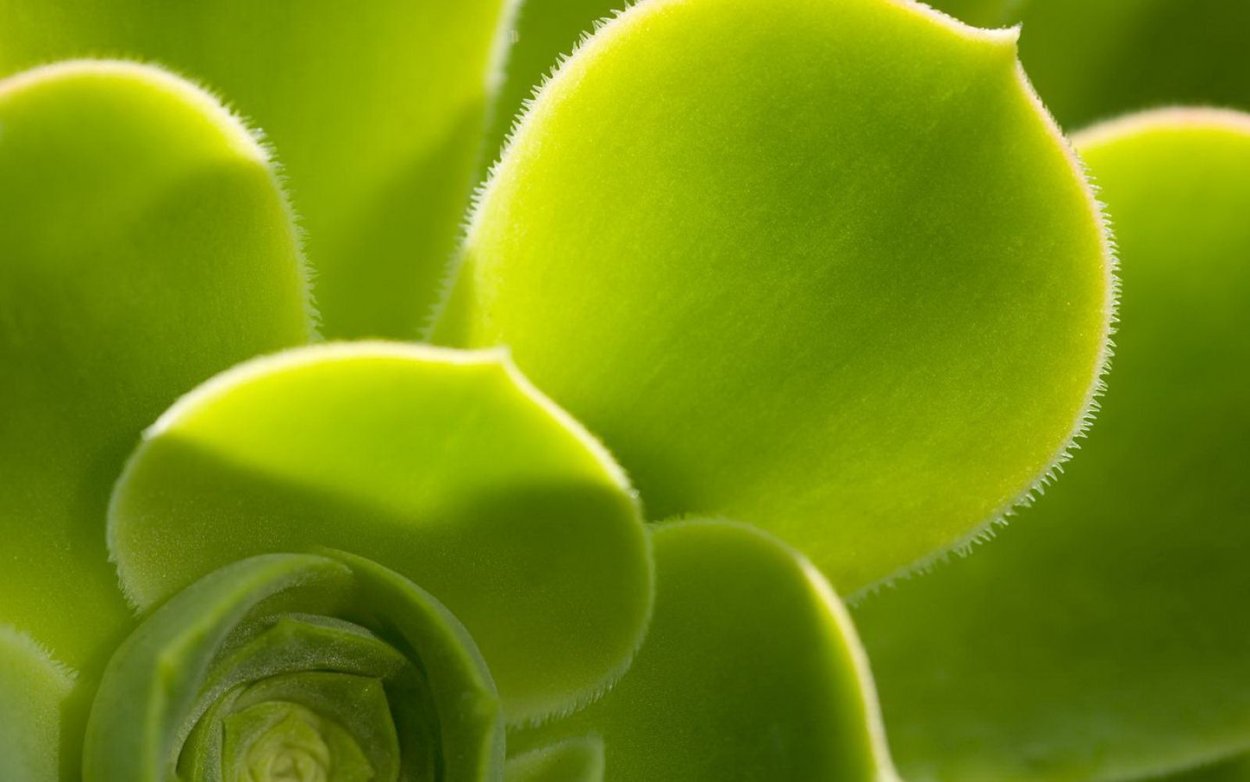 Классификация плодов сочные сухие односемянные многосемянные