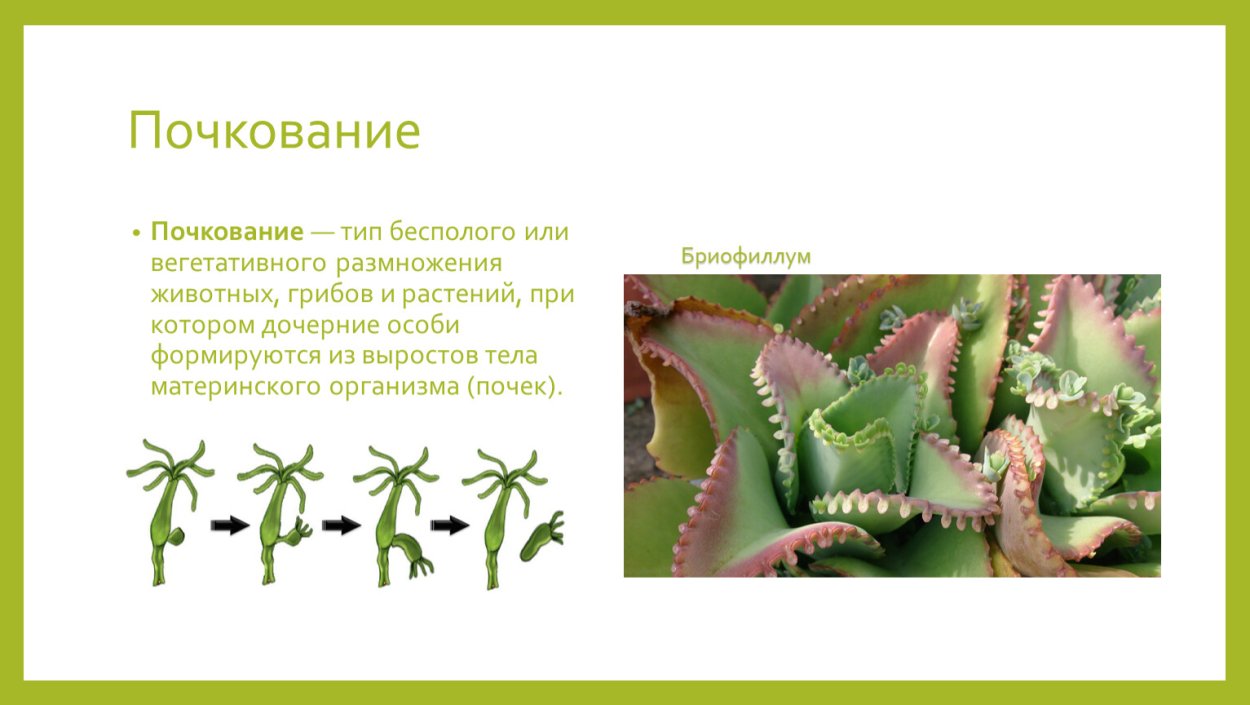 Размножение растений почкованием