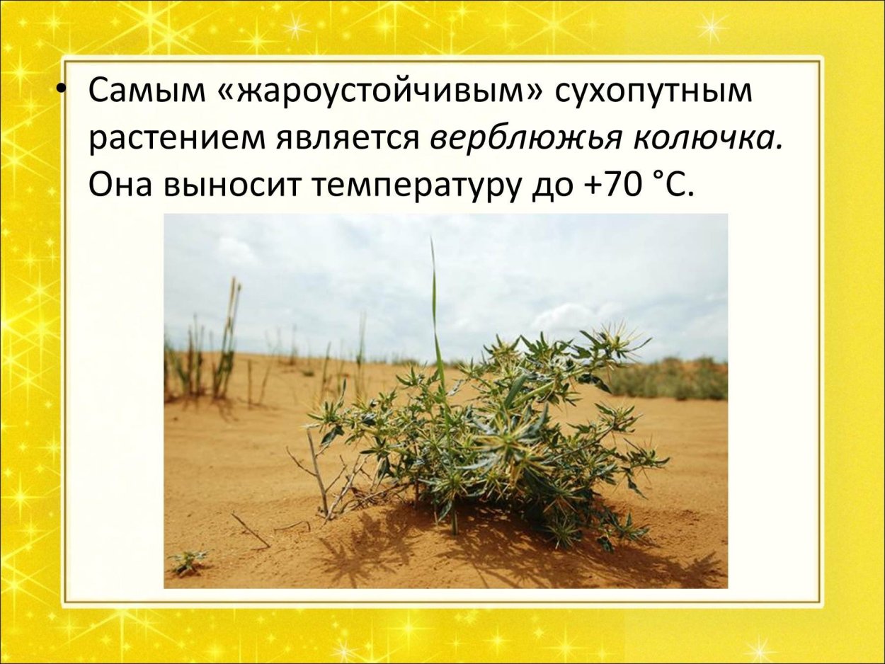 Верблюжья колючка