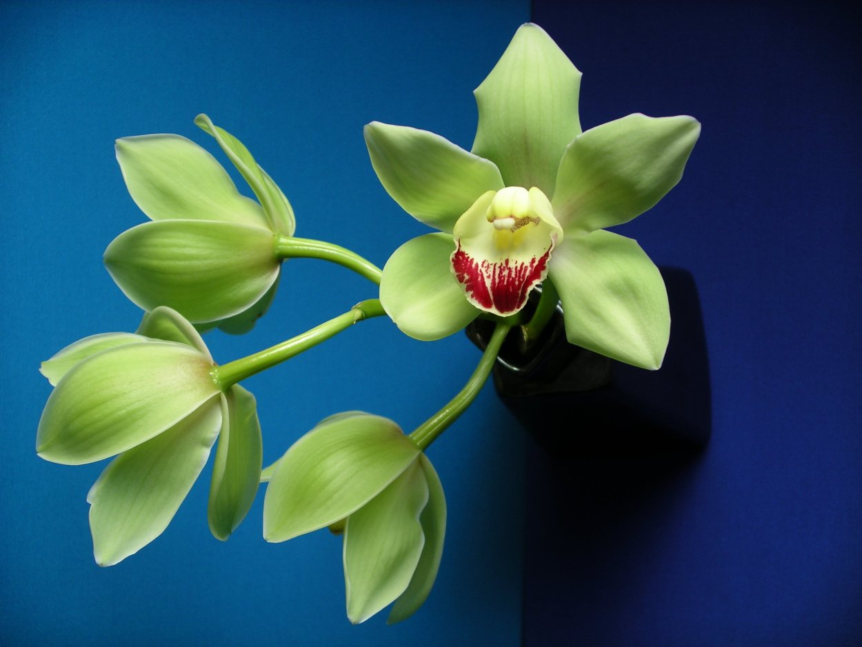 Орхидеи красно зеленое