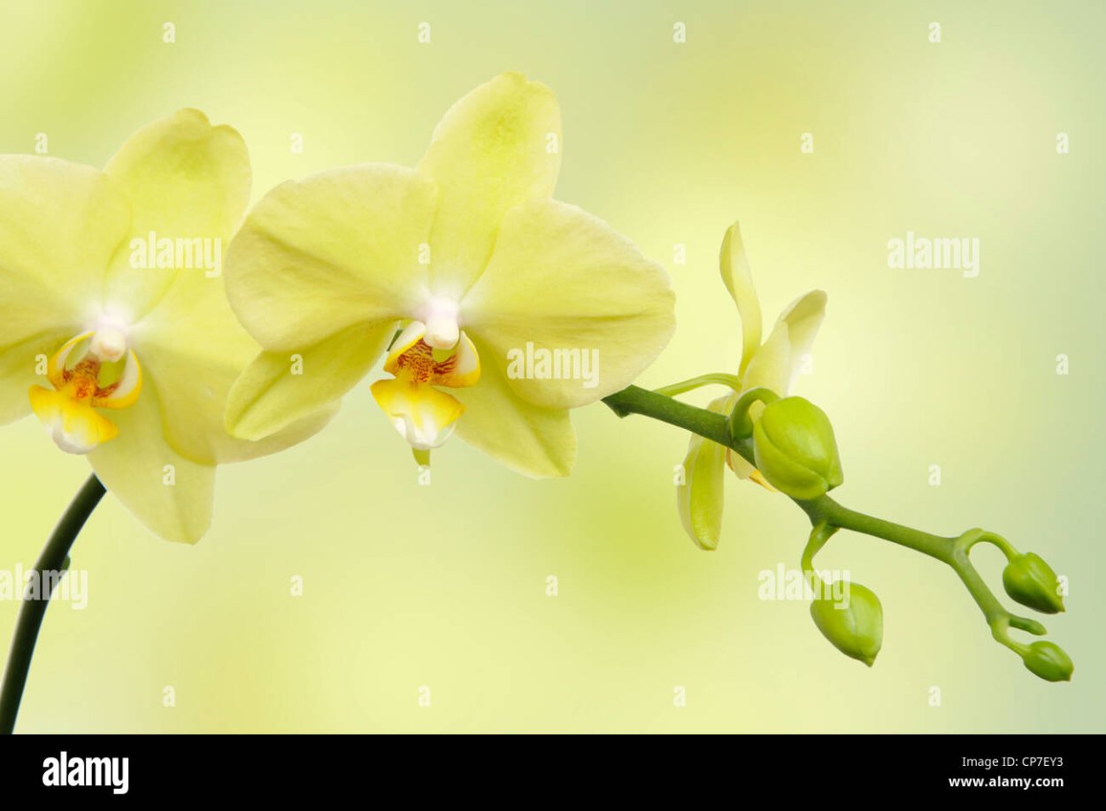 Орхидея Дендробиум зеленая