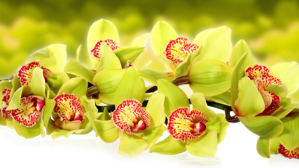 Орхидея Shenzhen Nongke