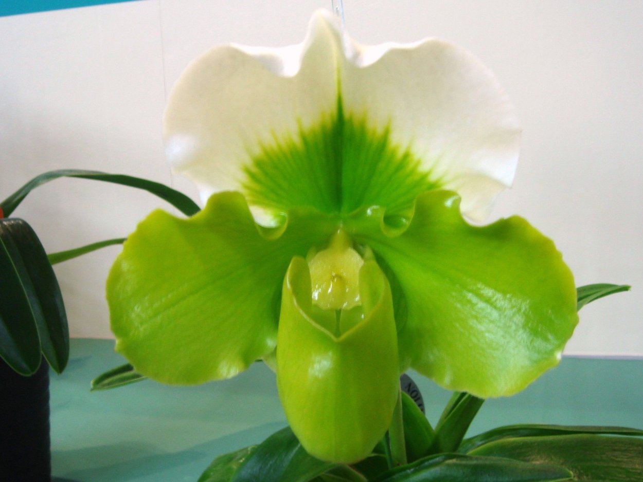 Орхидея Пафиопедилум зеленый