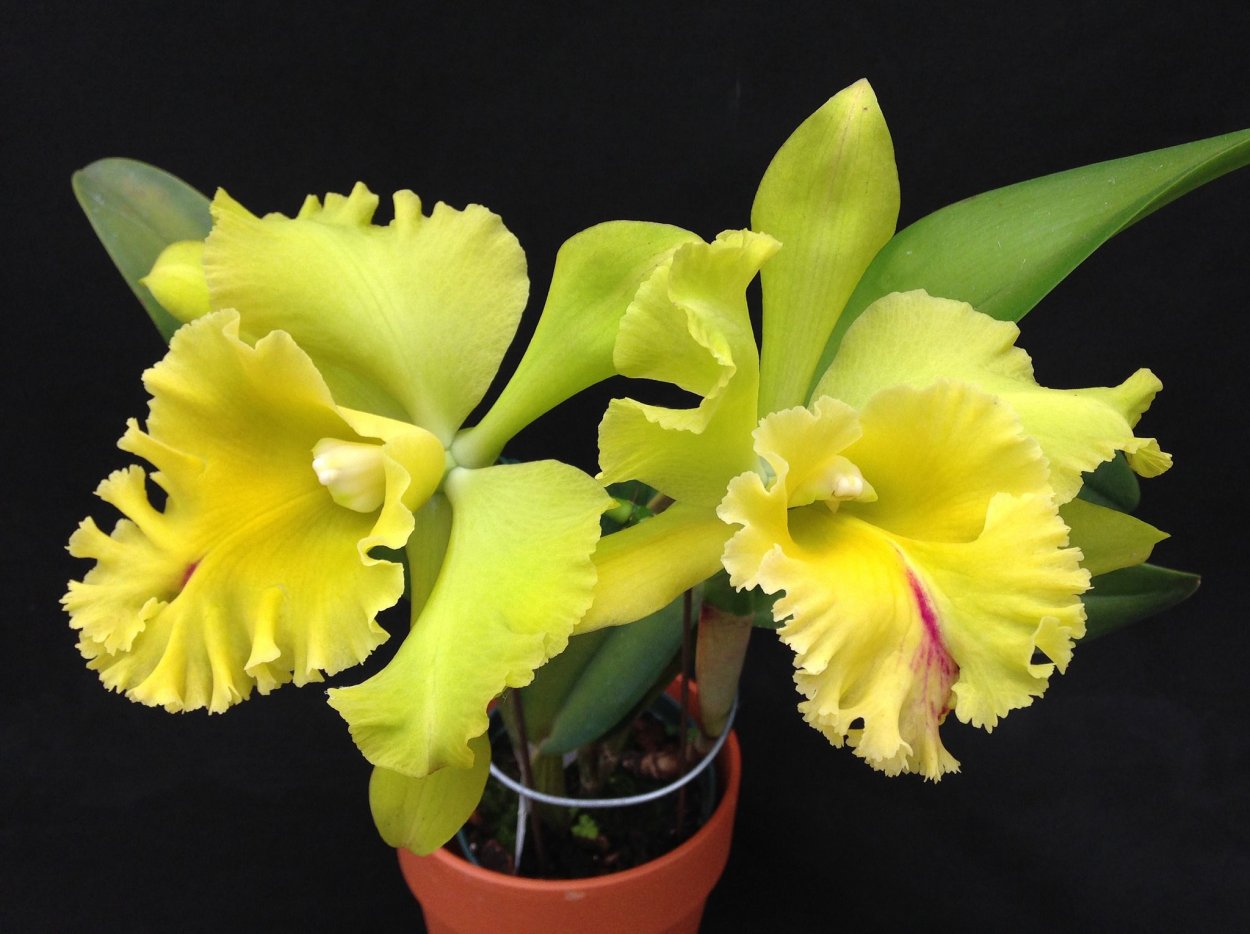 Эпидендрум порпакс уход в домашних